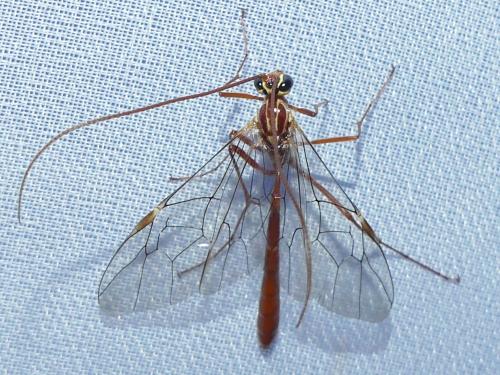 Réf. 293 704 : Ophion obscuratus